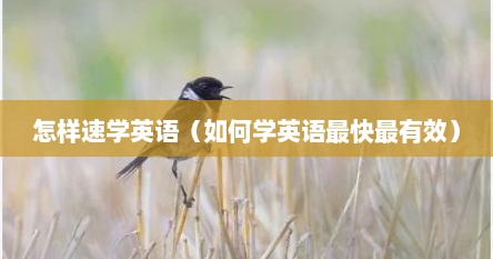 怎样速学英语（如何学英语最快最有效）