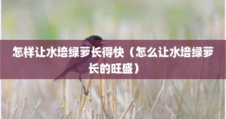 怎样让水培绿萝长得快（怎么让水培绿萝长的旺盛）