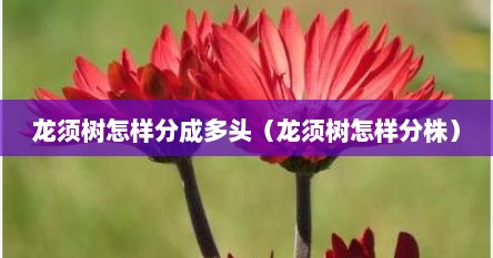 龙须树怎样分成多头（龙须树怎样分株）