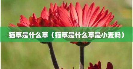 猫草是什么草（猫草是什么草是小麦吗）