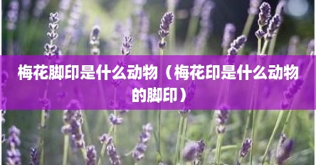 梅花脚印是什么动物（梅花印是什么动物的脚印）