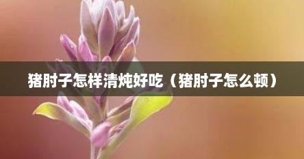 猪肘子怎样清炖好吃（猪肘子怎么顿）