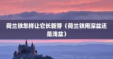 荷兰铁怎样让它长新芽（荷兰铁用深盆还是浅盆）