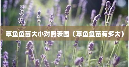 草鱼鱼苗大小对照表图（草鱼鱼苗有多大）