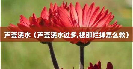 芦荟浇水（芦荟浇水过多,根部烂掉怎么救）