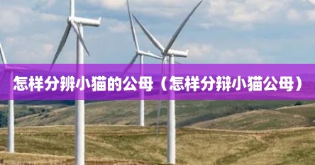 怎样分辨小猫的公母（怎样分辩小猫公母）