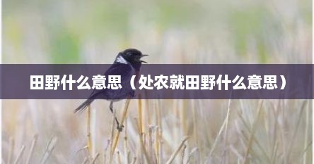 田野什么意思（处农就田野什么意思）