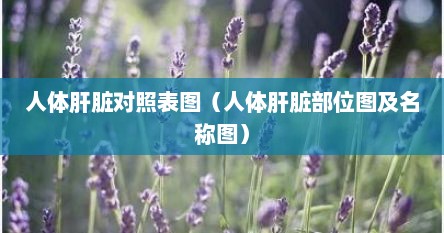 人体肝脏对照表图（人体肝脏部位图及名称图）