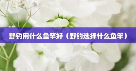 野钓用什么鱼竿好（野钓选择什么鱼竿）