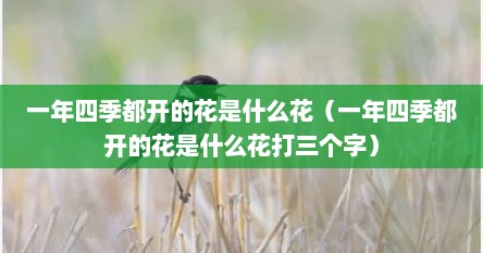 一年四季都开的花是什么花（一年四季都开的花是什么花打三个字）