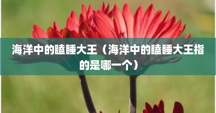 海洋中的瞌睡大王（海洋中的瞌睡大王指的是哪一个）