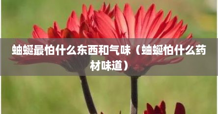 蚰蜒的克星（蚰蜒咬人吗蜒最怕什么味道）