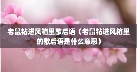 老鼠钻进风箱里歇后语（老鼠钻进风箱里的歇后语是什么意思）