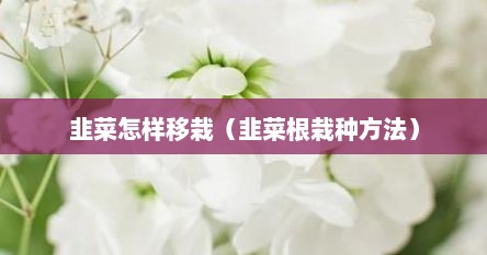 韭菜怎样移栽（韭菜根栽种方法）