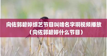 向佐郭碧婷综艺节目叫啥名字啊视频播放（向佐郭碧婷什么节目）