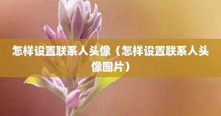 怎样设置联系人头像（怎样设置联系人头像图片）