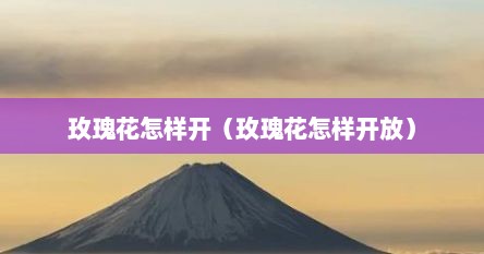 玫瑰花怎样开（玫瑰花怎样开放）