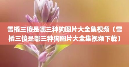 雪橇三傻是哪三种狗图片大全集视频（雪橇三傻是哪三种狗图片大全集视频下载）