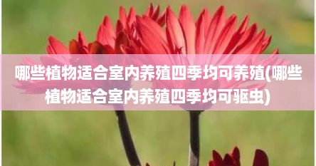 哪些植物适合室内养殖四季均可养殖(哪些植物适合室内养殖四季均可驱虫)