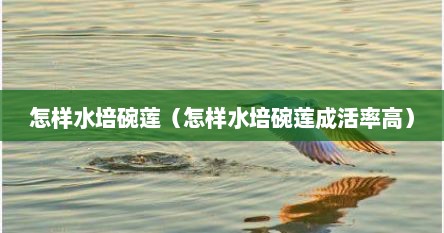怎样水培碗莲（怎样水培碗莲成活率高）