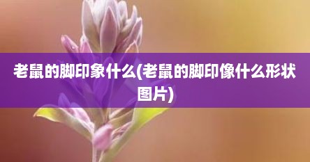 老鼠的脚印象什么(老鼠的脚印像什么形状图片)