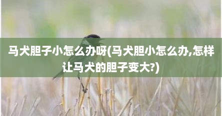 马犬胆子小怎么办呀(马犬胆小怎么办,怎样让马犬的胆子变大?)