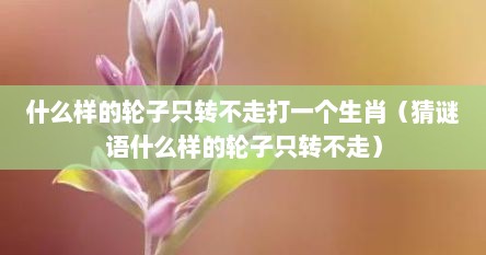 什么样的轮子只转不走打一个生肖（猜谜语什么样的轮子只转不走）