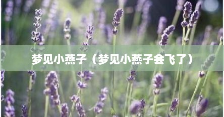 梦见小燕子（梦见小燕子会飞了）