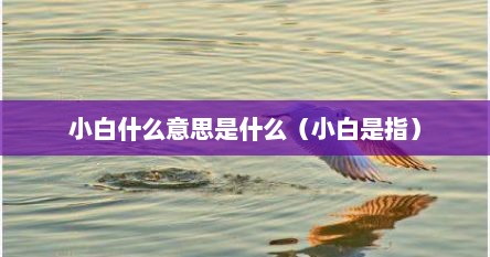 小白什么意思是什么（小白是指）