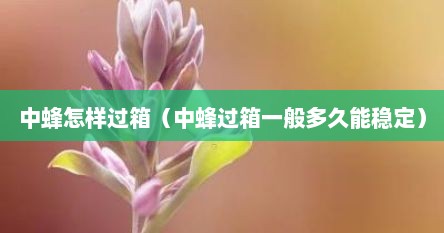 中蜂怎样过箱（中蜂过箱一般多久能稳定）