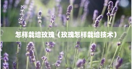 怎样栽培玫瑰（玫瑰怎样栽培技术）