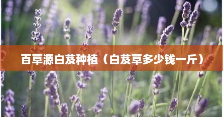 百草源白芨种植（白芨草多少钱一斤）