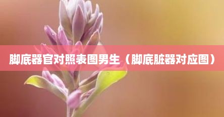 脚底器官对照表图男生（脚底脏器对应图）