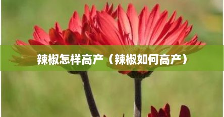 辣椒怎样高产（辣椒如何高产）