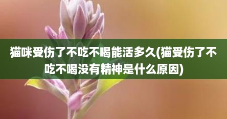 猫咪受伤了不吃不喝能活多久(猫受伤了不吃不喝没有精神是什么原因)