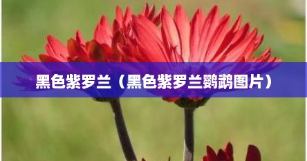 黑色紫罗兰（黑色紫罗兰鹦鹉图片）