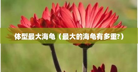 体型最大海龟（最大的海龟有多重?）