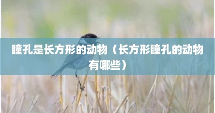 瞳孔是长方形的动物（长方形瞳孔的动物有哪些）