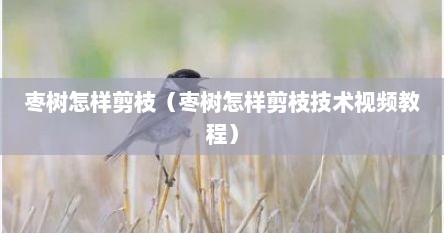 枣树怎样剪枝（枣树怎样剪枝技术视频教程）