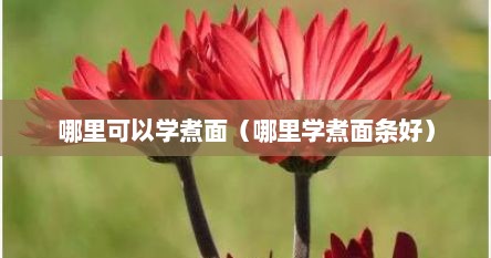 哪里可以学煮面（哪里学煮面条好）