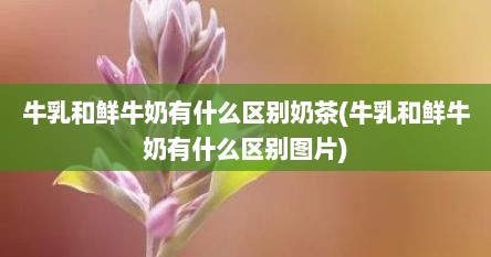 牛乳和鲜牛奶有什么区别奶茶(牛乳和鲜牛奶有什么区别图片)