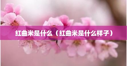 红曲米是什么（红曲米是什么样子）