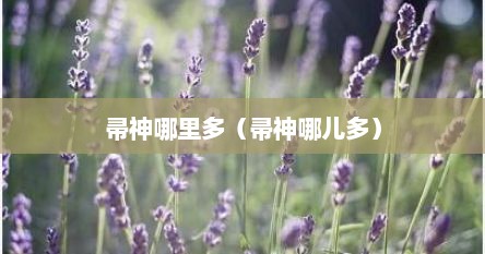 帚神哪里多（帚神哪儿多）