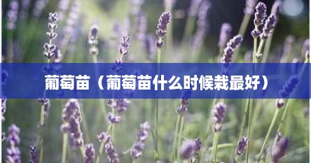 葡萄苗（葡萄苗什么时候栽最好）