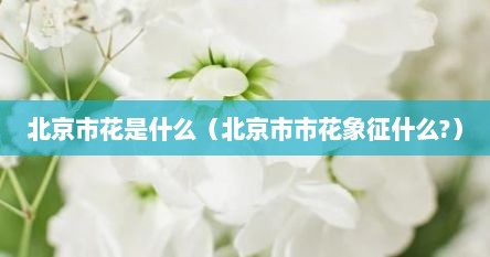 北京市花是什么（北京市市花象征什么?）