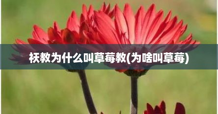 祆教为什么叫草莓教(为啥叫草莓)