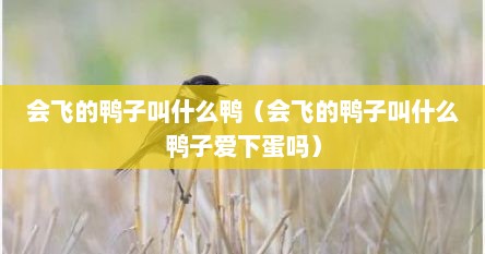 会飞的鸭子叫什么鸭（会飞的鸭子叫什么鸭子爱下蛋吗）