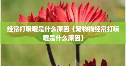 经常打喷嚏是什么原因（宠物狗经常打喷嚏是什么原因）