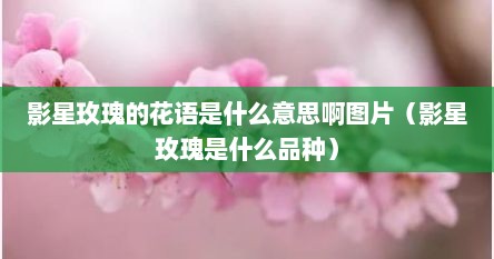 影星玫瑰的花语是什么意思啊图片（影星玫瑰是什么品种）