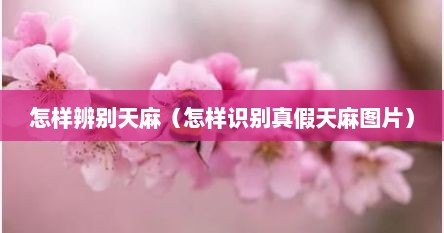 怎样辨别天麻（怎样识别真假天麻图片）